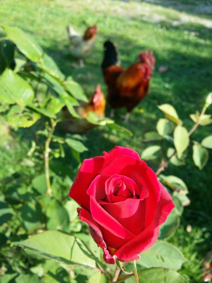 Bed and Breakfast R&B Albero Cavo Parma Exterior foto