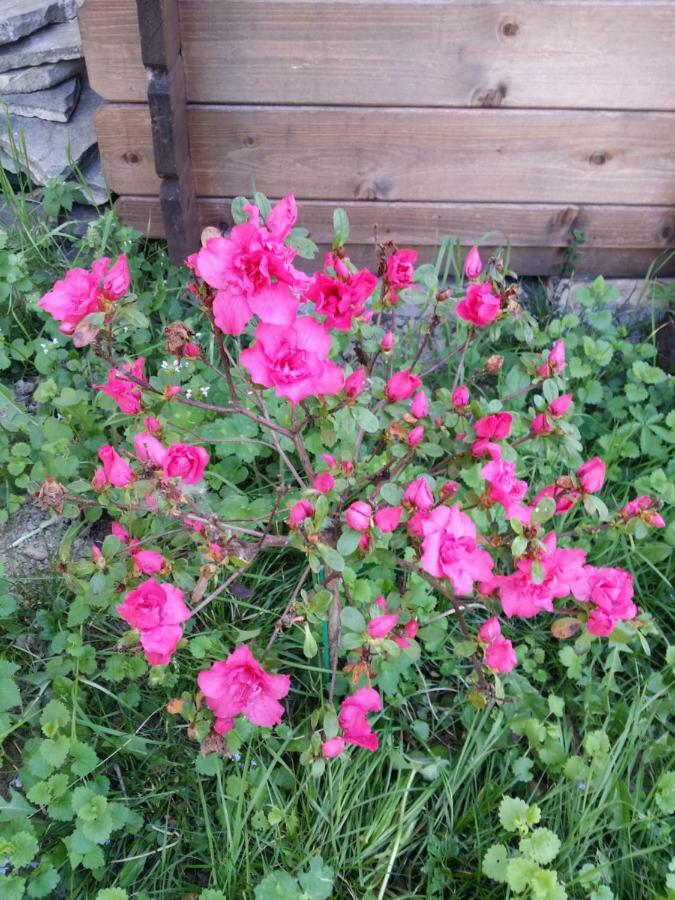 Bed and Breakfast R&B Albero Cavo Parma Exterior foto
